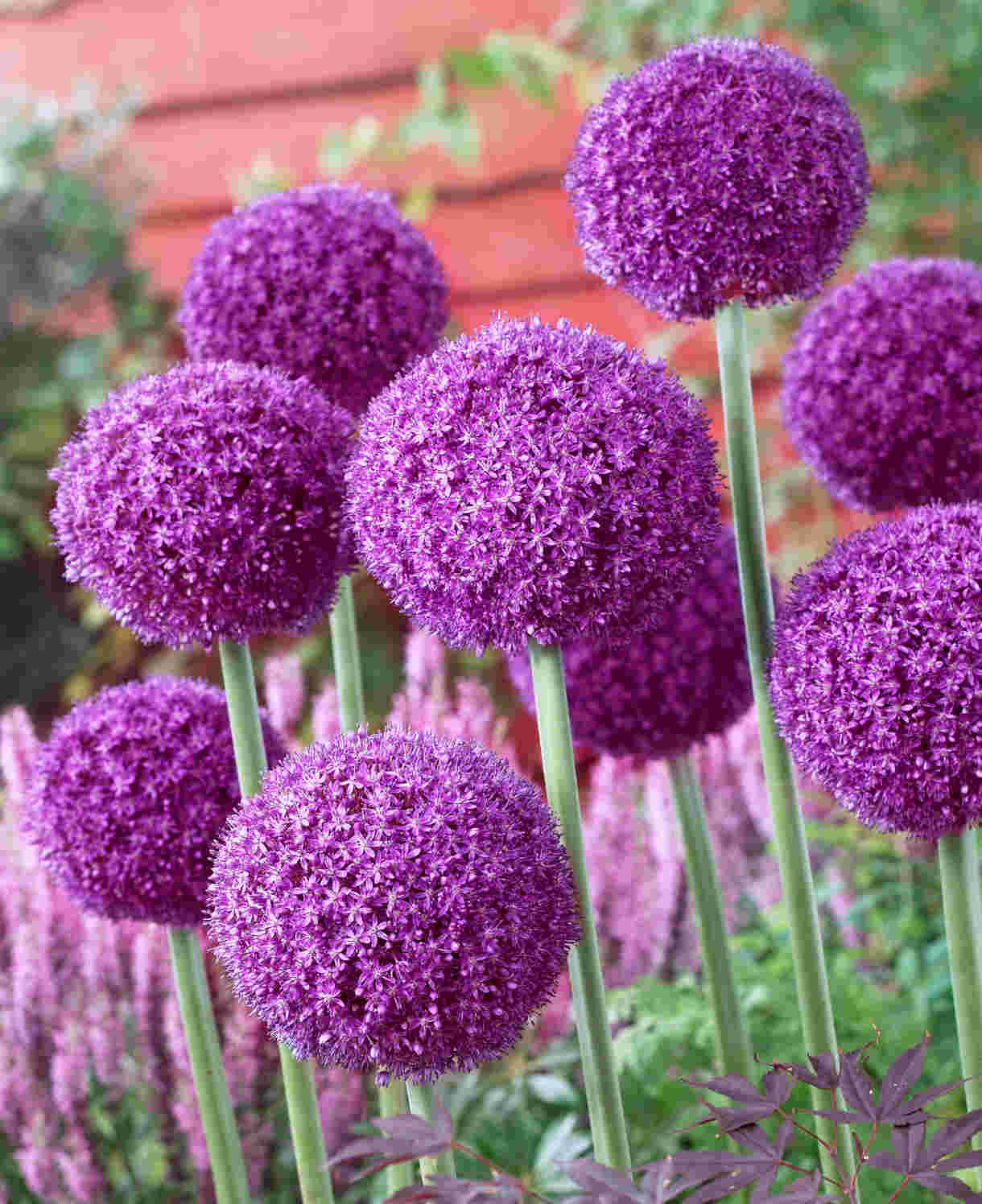 Allium 'ambassador' - Bulb | Set-of-6 | Purple