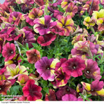 Petunia Raspberry Shake Garden Ready Plants Raspberry & Vanilla Swirled Blooms | 24 x Garden Ready Plants