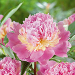 Paeonia 'sorbet', Fragrant Double Pink & White Peony | 1 x 2L | Multi