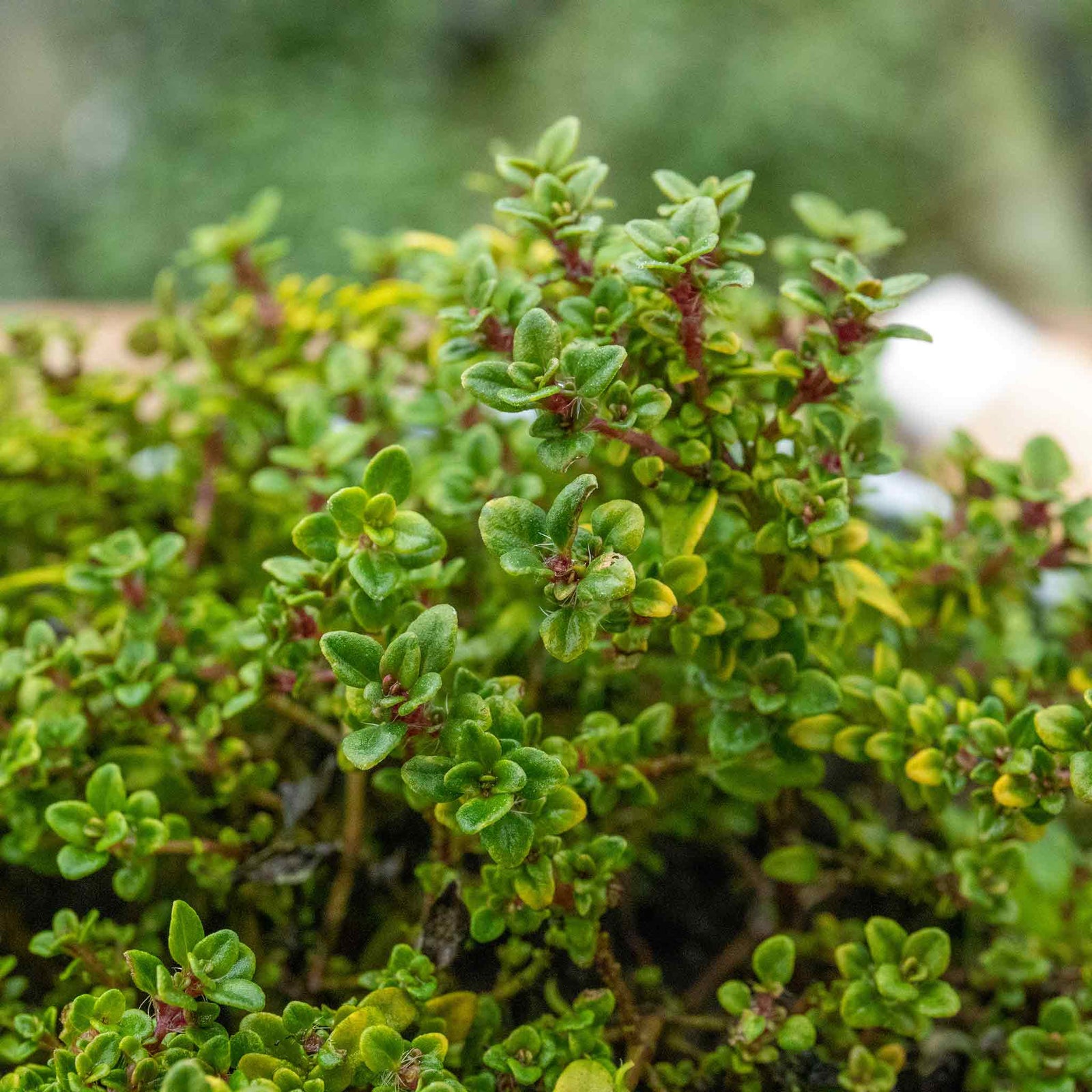 Thyme 'archers Gold' - Lemon-scented Golden Foliage Hardy Perennial | 3 x 9cm | Multi