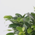 Curtain Fig - Ficus Microcarpa - Height 30-40cm - ⌀12cm | Set of 1 | Green