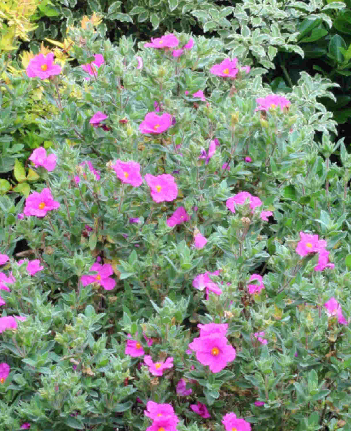 Cistus X Pulverulentus Sunset - Pink Rock Rose - 9cm pot | 3 x 9cm | Pink