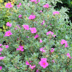 Cistus X Pulverulentus Sunset - Pink Rock Rose - 9cm pot | 1 x 9cm | Pink