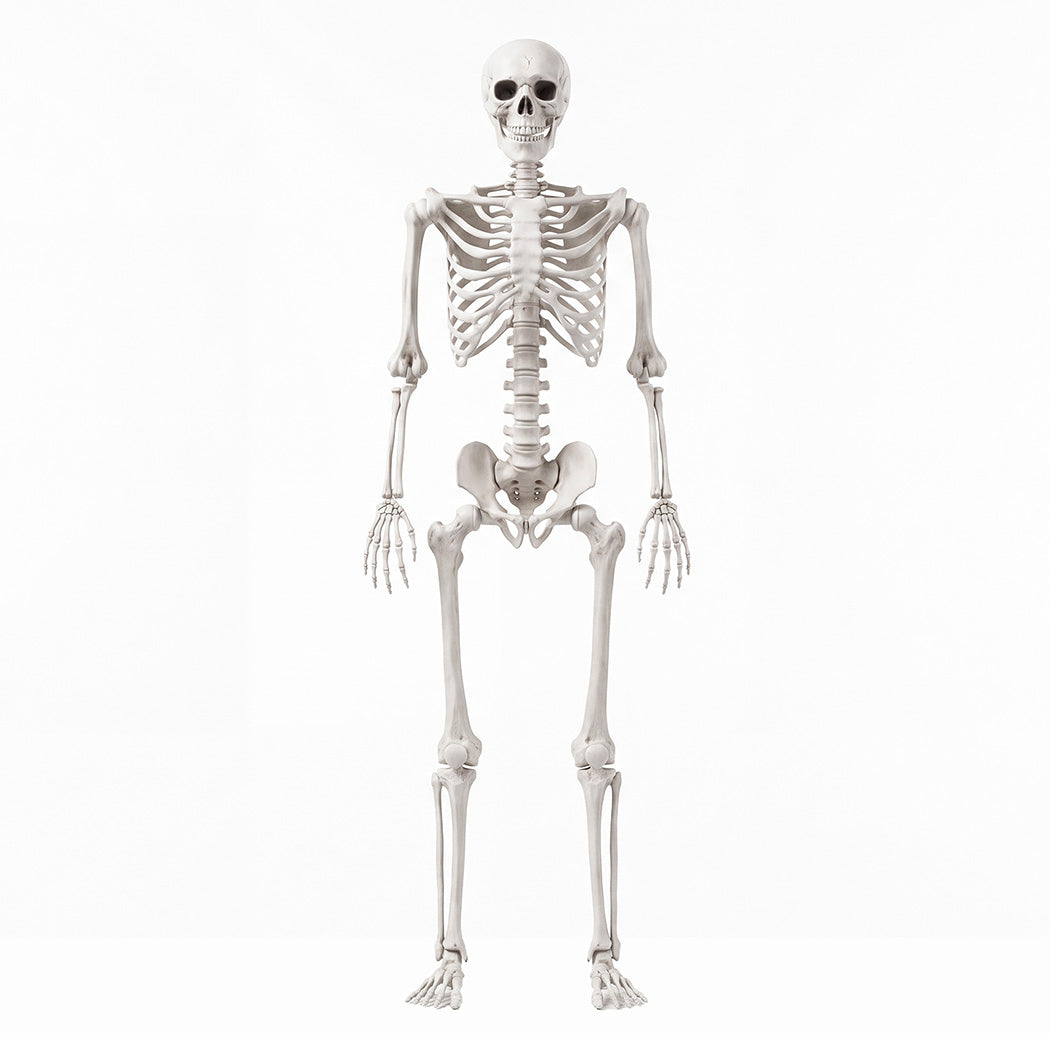 Yezi Halloween Skeleton Life Size Posable Jointed Decoration Haunted House White