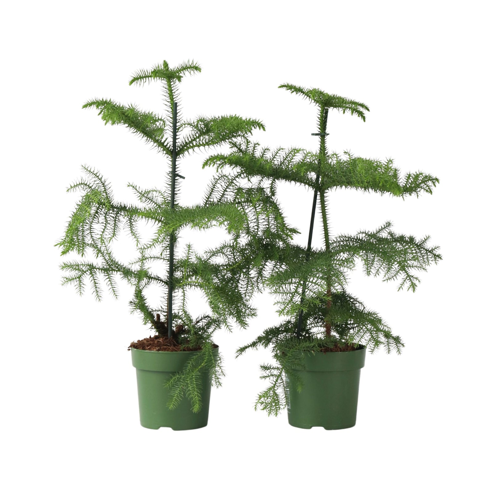 Norfolk Island Pine - 2 Pcs. - Araucaria Heterophylla - Height 45-55cm - ⌀14cm | Set of 2 | Green