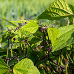 Dwarf Amethyst French Bean Plants | 12 x Garden Ready Plants | Multi