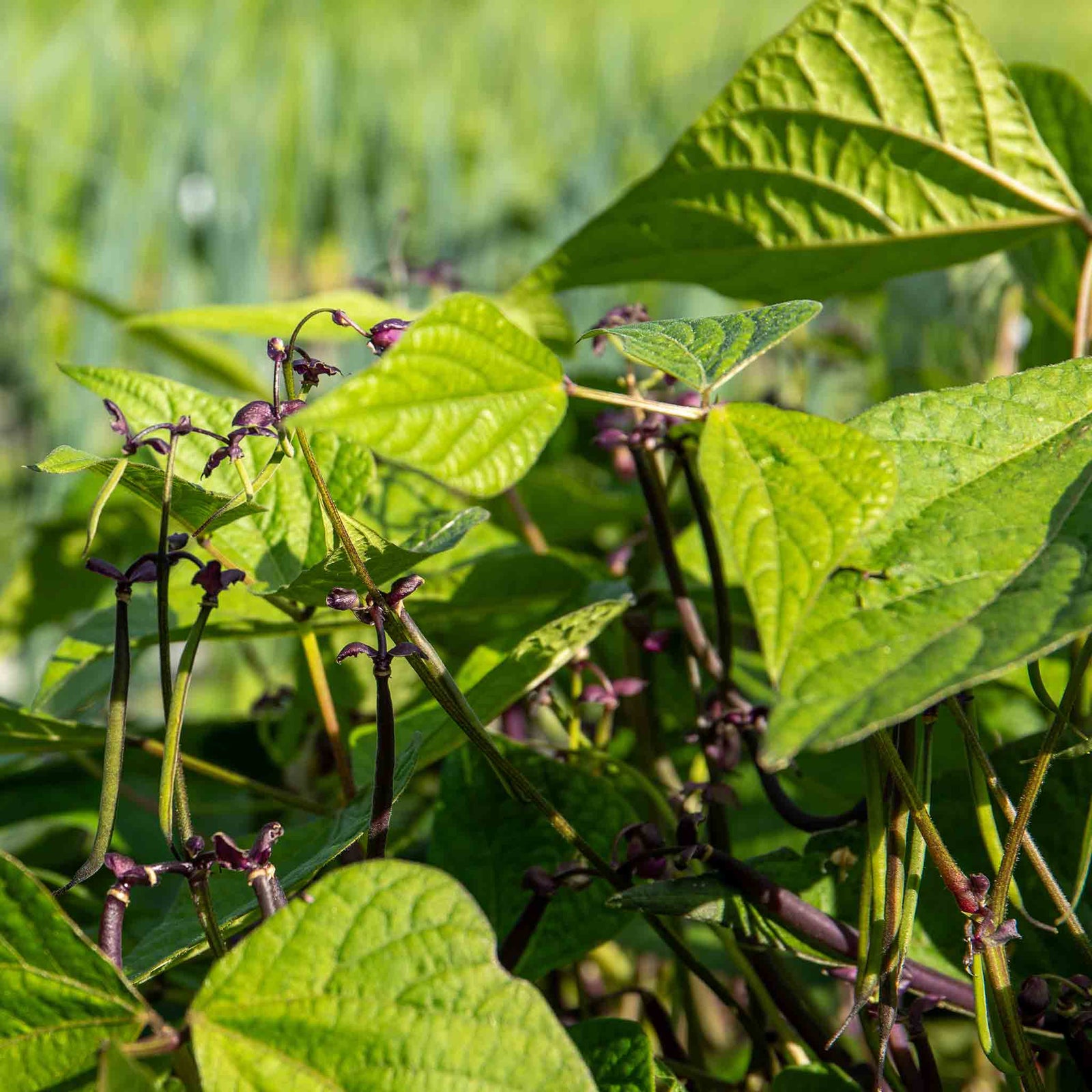 Dwarf Amethyst French Bean Plants | 12 x Garden Ready Plants | Multi