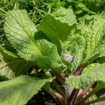 Borage Plant - 9cm Annual Herb, Pollinator-friendly
