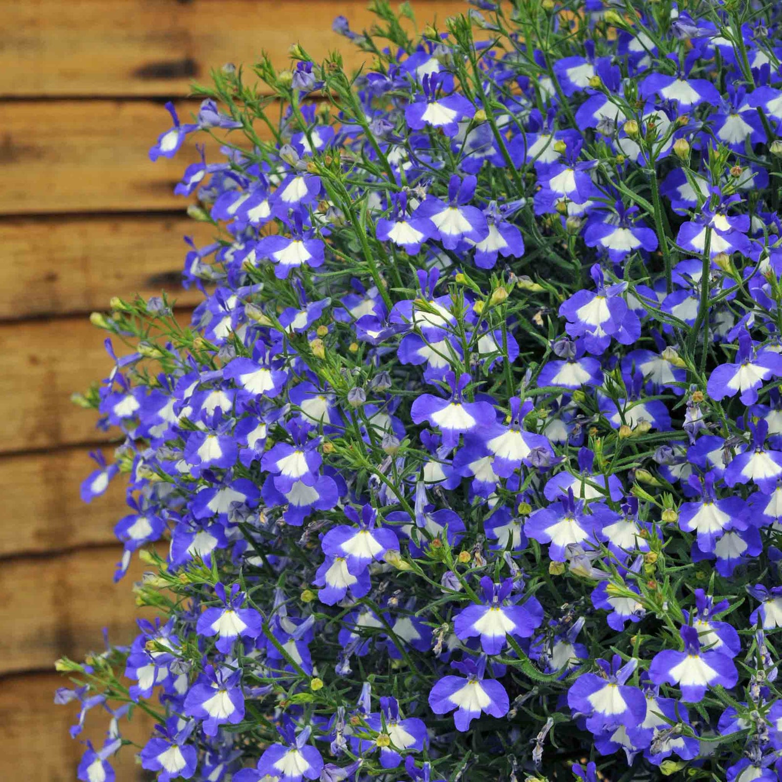 Lobelia 'waterfall Blue Ice' Trailing Bedding Plant | 12 x Jumbo Plugs | Blue