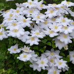 Leather Flower - Clematis Hybrid - Height 25-40cm - ⌀9cm | Set of 3 | Purple