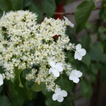 Hortensia - Hydrangea Anomale Petiolaris - Height 25-40cm - ⌀9cm | Set of 3 | White