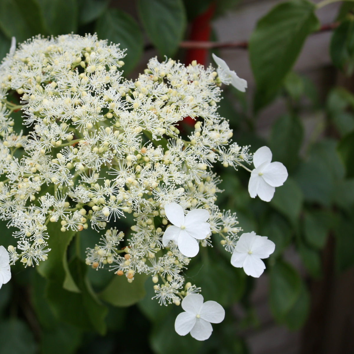 Hortensia - Hydrangea Anomale Petiolaris - Height 25-40cm - ⌀9cm | Set of 3 | White