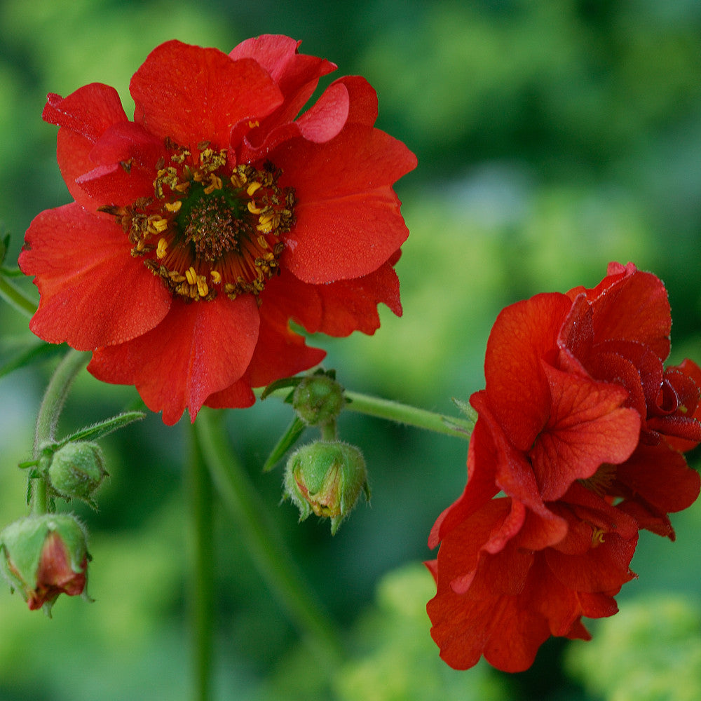 Geum Firestarter - Very Popular, Large Petticoat Flowers 3 X 9cm Pots