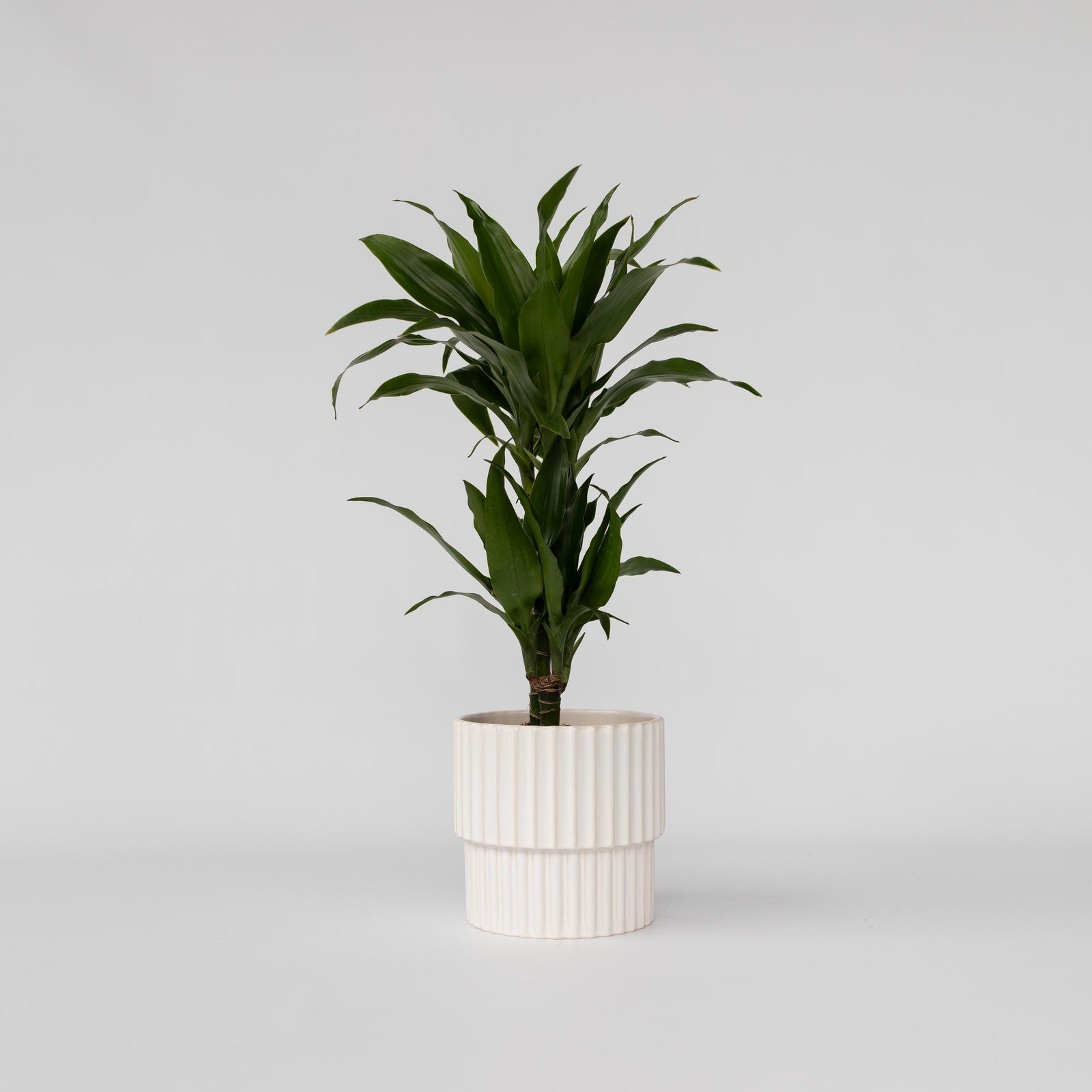 Dragon Tree - Dracaena Deremensis 'janet Craig' - Height 60-70cm - ⌀17cm | Set of 1 | Green