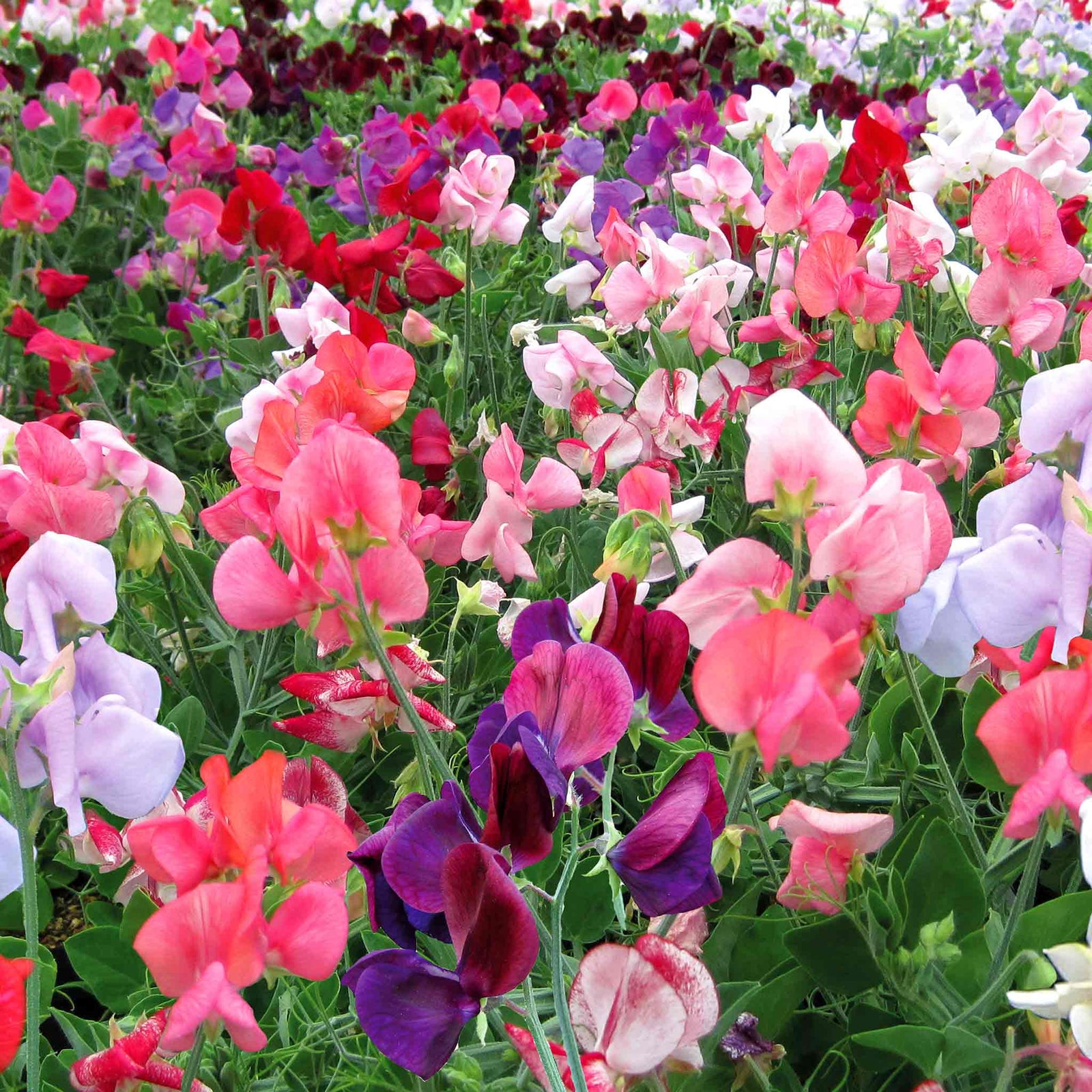 Sweet Pea Cherub Mix Seeds | 10 Seeds