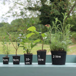 Hayloft Clematis Jingle Bells - 1 X 7cm Pot