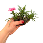 Dianthus ‘cocktail Collection’ - Plug Plants | Set-of-3 | Multi