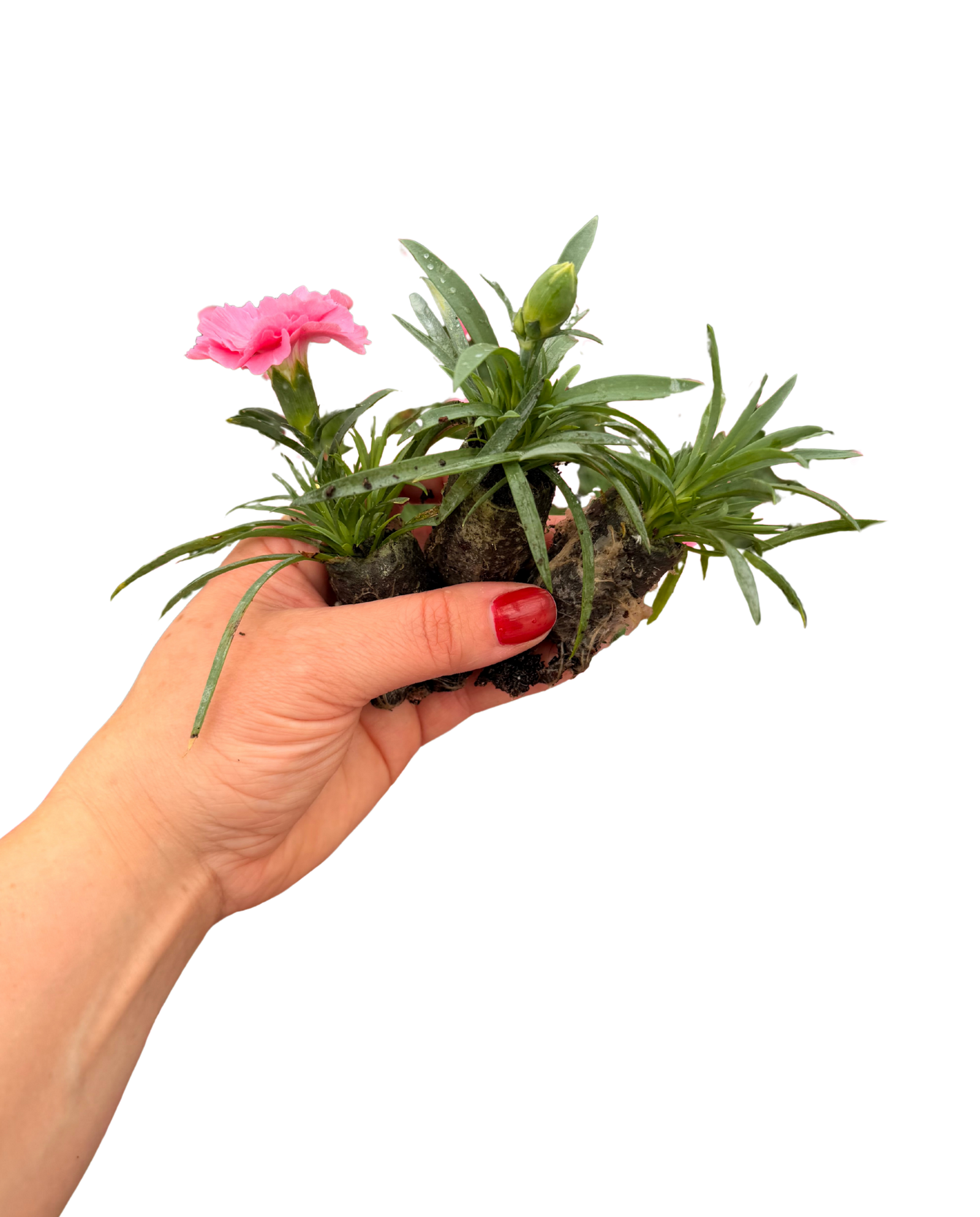 Dianthus ‘cocktail Collection’ - Plug Plants | Set of 15 | Multi