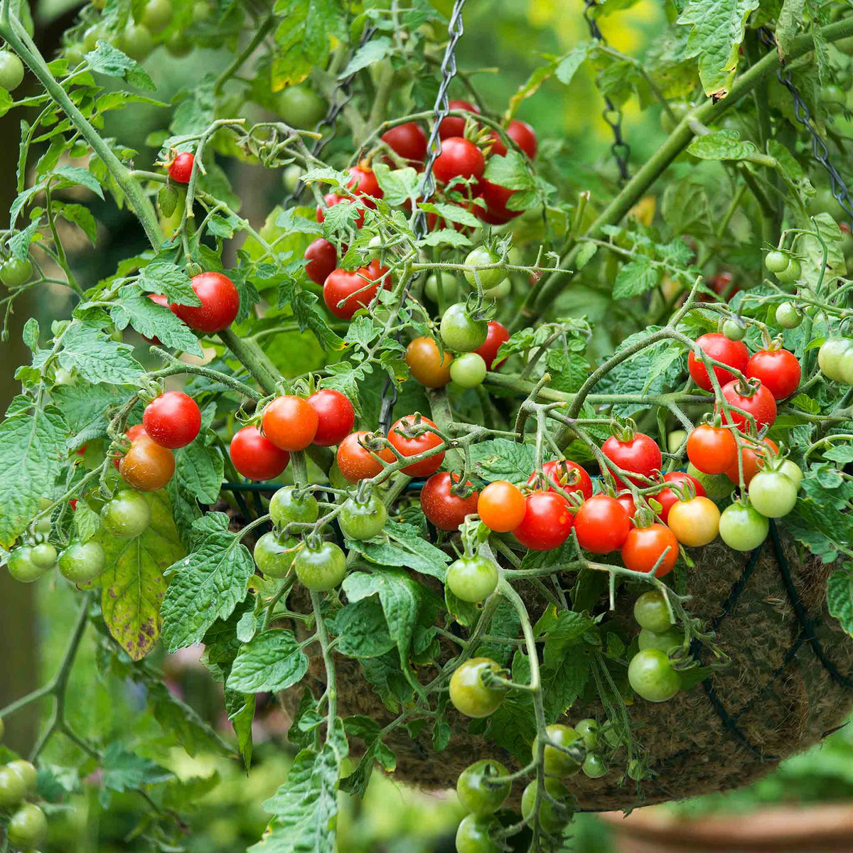 Garden Grafted Bush Tomato Lizzano — Compact, Blight-resistant, Ideal For Containers 7cm Plant | Set of 3