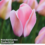 Tulip Bella Blush Bulbs | 8 x Bulbs