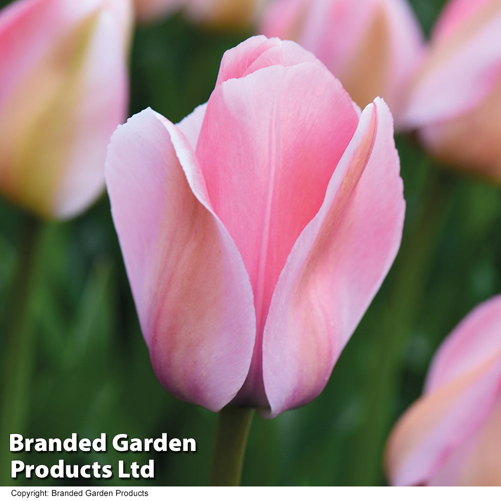 Tulip Bella Blush Bulbs | 8 x Bulbs