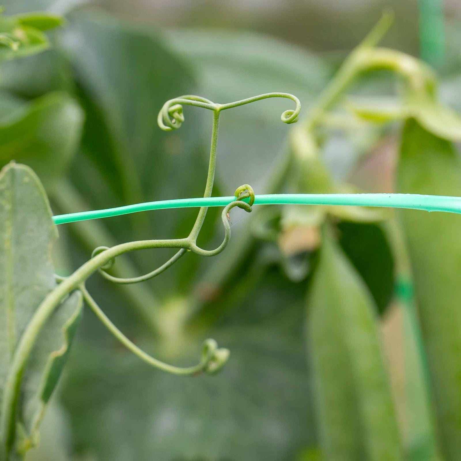 Pea 'alderman' Maincrop - Multi-sown Despatched From May | 12 x Plug Plants | Green