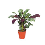 Never Never Plant - Ctenanthe 'burle-marxii' - Height 25-40cm - ⌀12cm | Set-of-1 | Green
