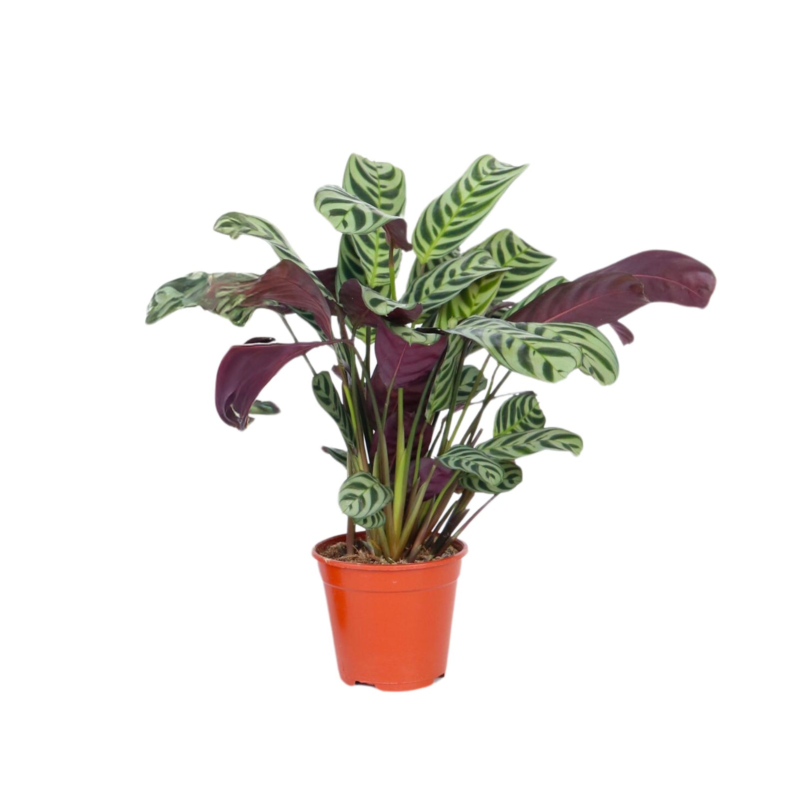 Never Never Plant - Ctenanthe 'burle-marxii' - Height 25-40cm - ⌀12cm | Set-of-1 | Green