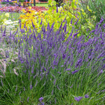 Lavender 'phenomenal' - Hardy French Hybrid, Fragrant, Pollinator-friendly | 1 x 2L | Purple