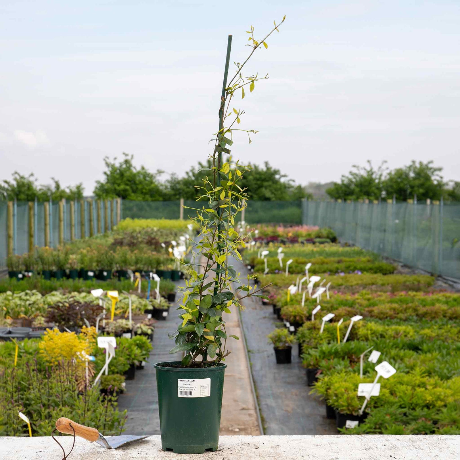 Star Jasmine 'star Of Toscane' - Evergreen Fragrant Climber | 1 x 9cm | Orange & Yellow