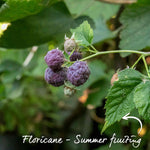 Glen Coe Thornless Purple Raspberry Plant | 1 x 2L