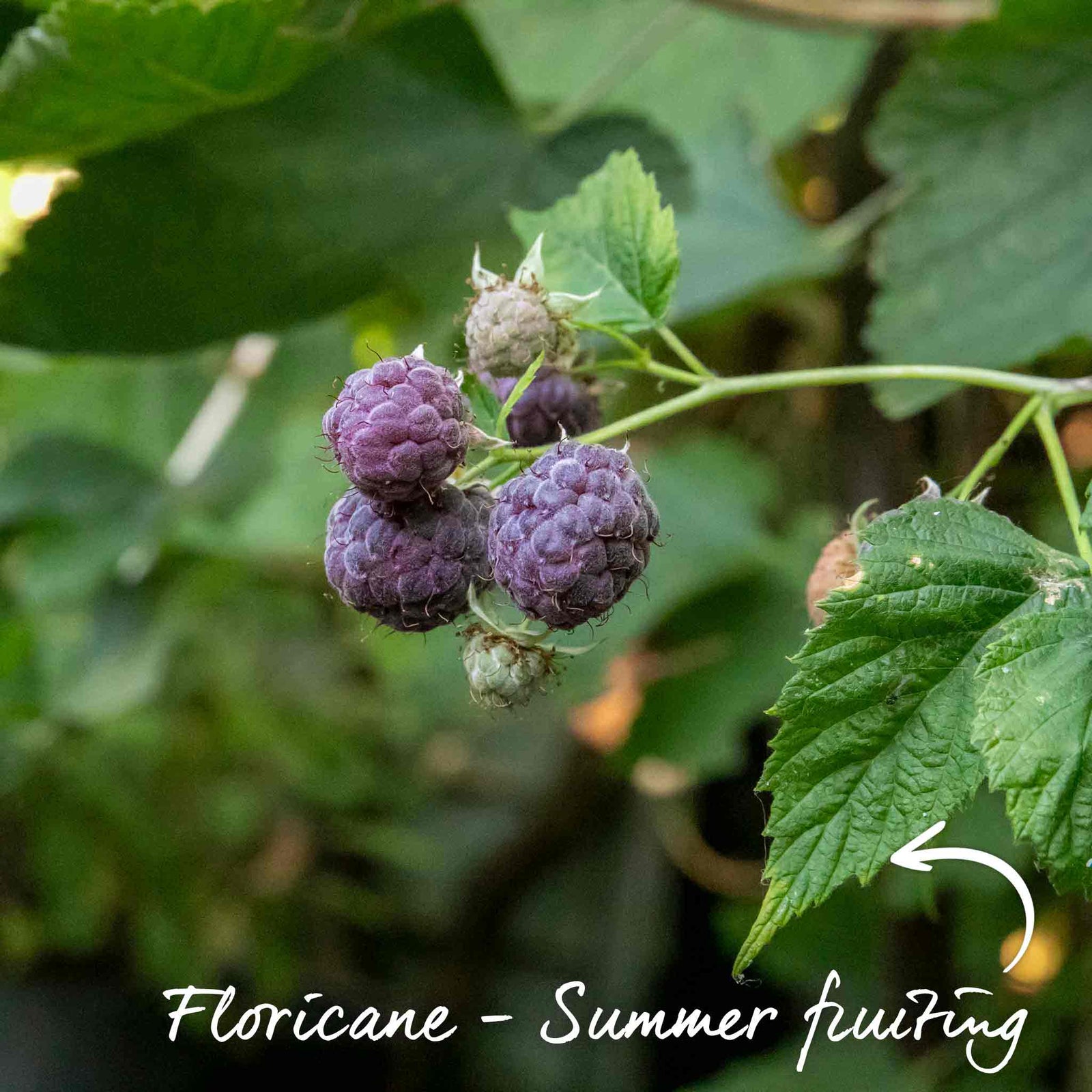 Glen Coe Thornless Purple Raspberry Plant | 3 x 2L