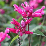 Salvia Involucrata 'mulberry Jam' - 9cm Pot | 3 x 9cm | Pink