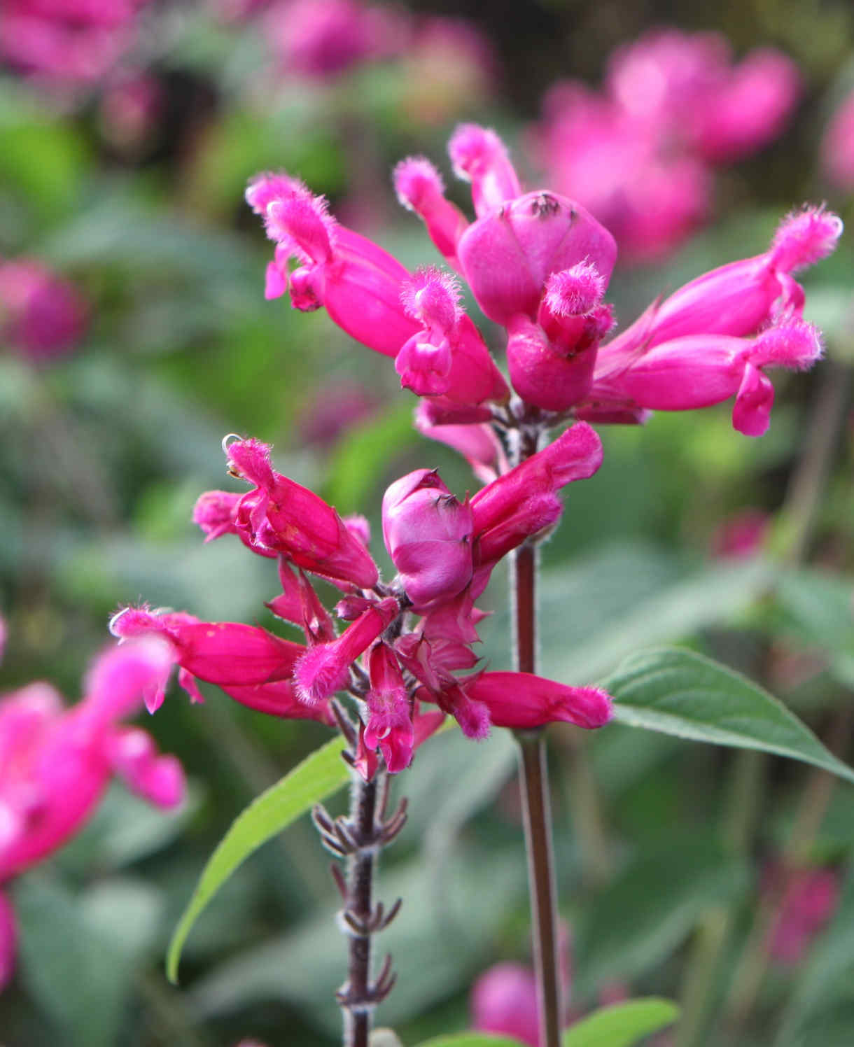 Salvia Involucrata 'mulberry Jam' - 9cm Pot | 3 x 9cm | Pink