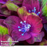 Hydrangea Macrophylla 'glam Rock' 9cm Potted Plant | Set of 2