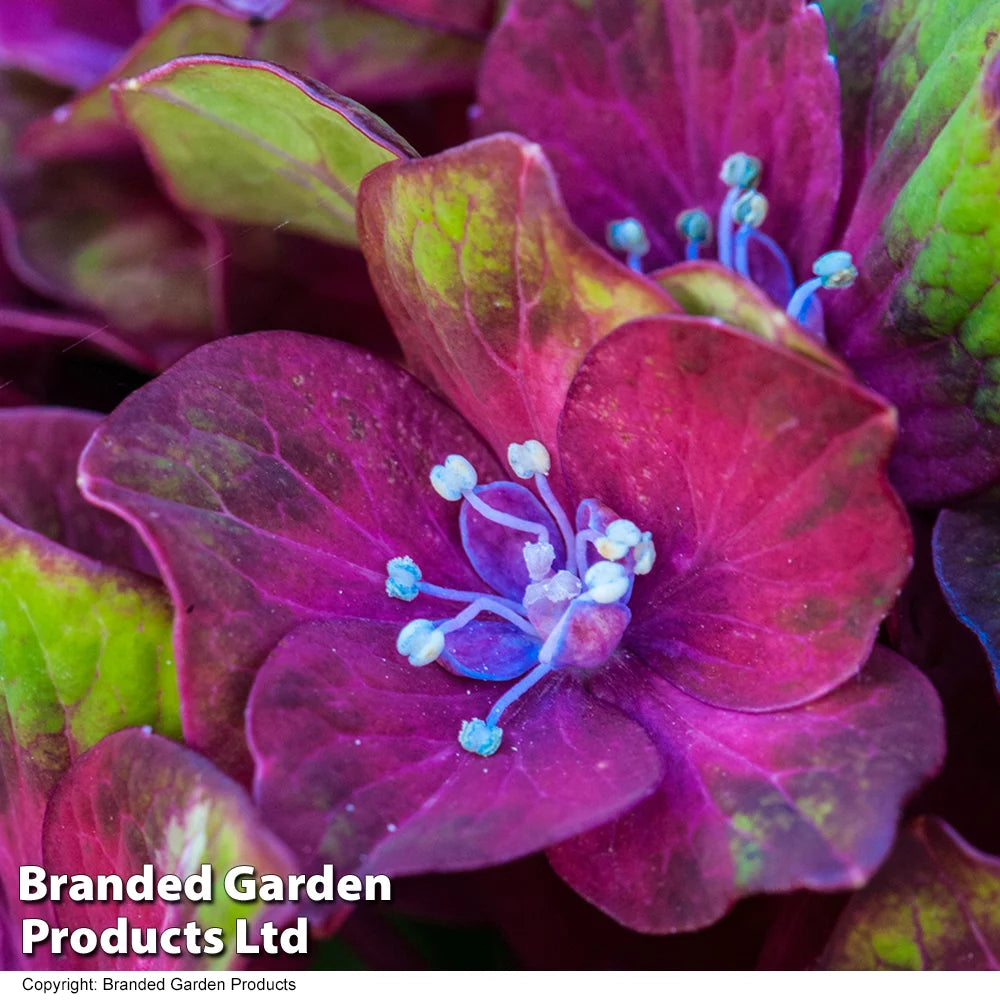 Hydrangea Macrophylla 'glam Rock' 9cm Potted Plant | Set of 4