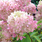 Hydrangea Paniculata Pink Diamond Flowering Shrub Plant