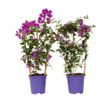 Paper Flower - 2 Pcs. - Bougainvillea 'alexandra' - Height 50-60cm - ⌀17cm