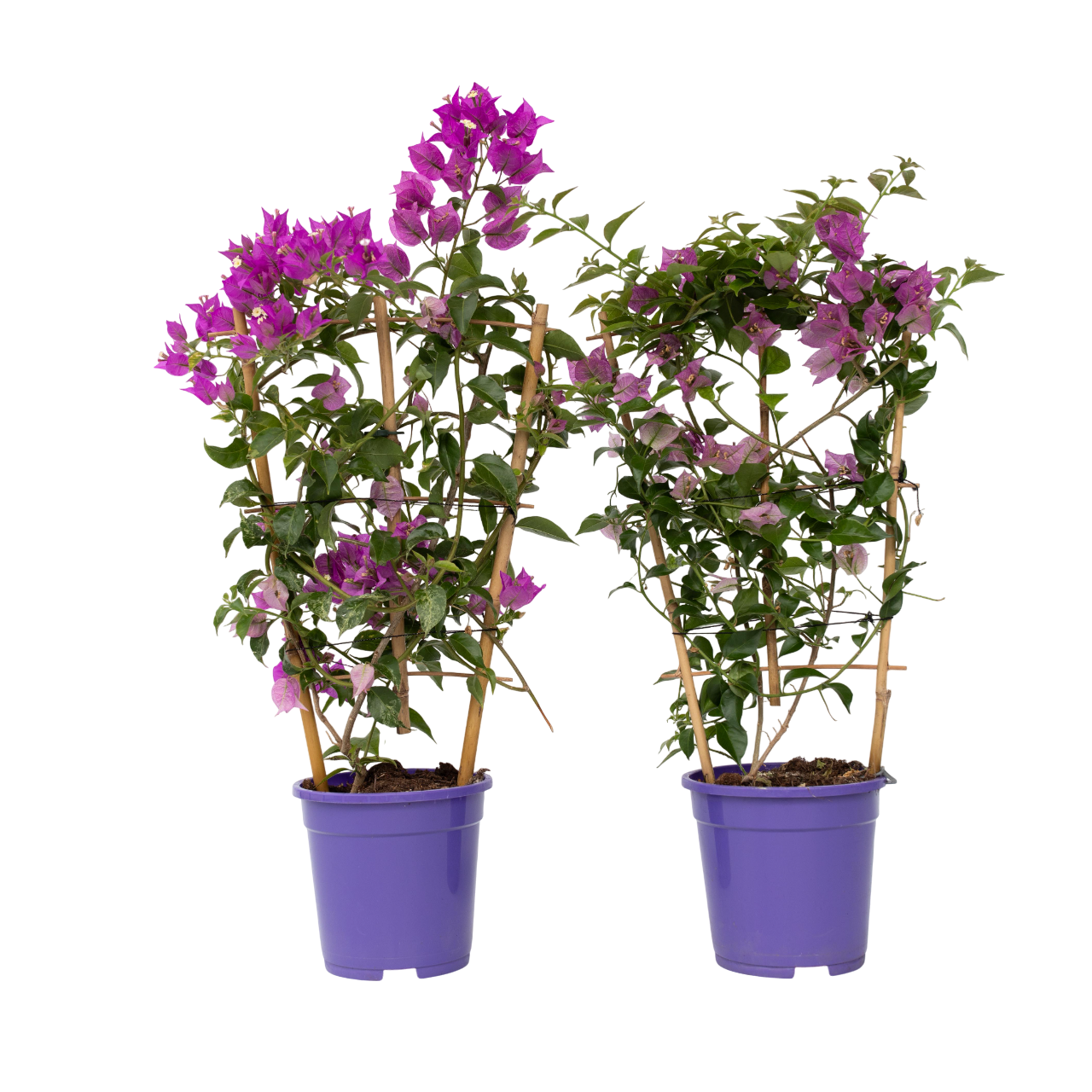 Paper Flower - 2 Pcs. - Bougainvillea 'alexandra' - Height 50-60cm - ⌀17cm