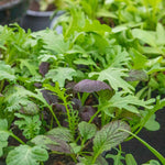 Salad Baby Leaves Oriental Mix | 12 x Plug Plants | Green