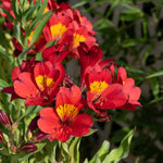 Alstroemeria 'summer Pepper' Compact Hardy Red Perennial Jumbo Plug Plants | Set of 3 | Red