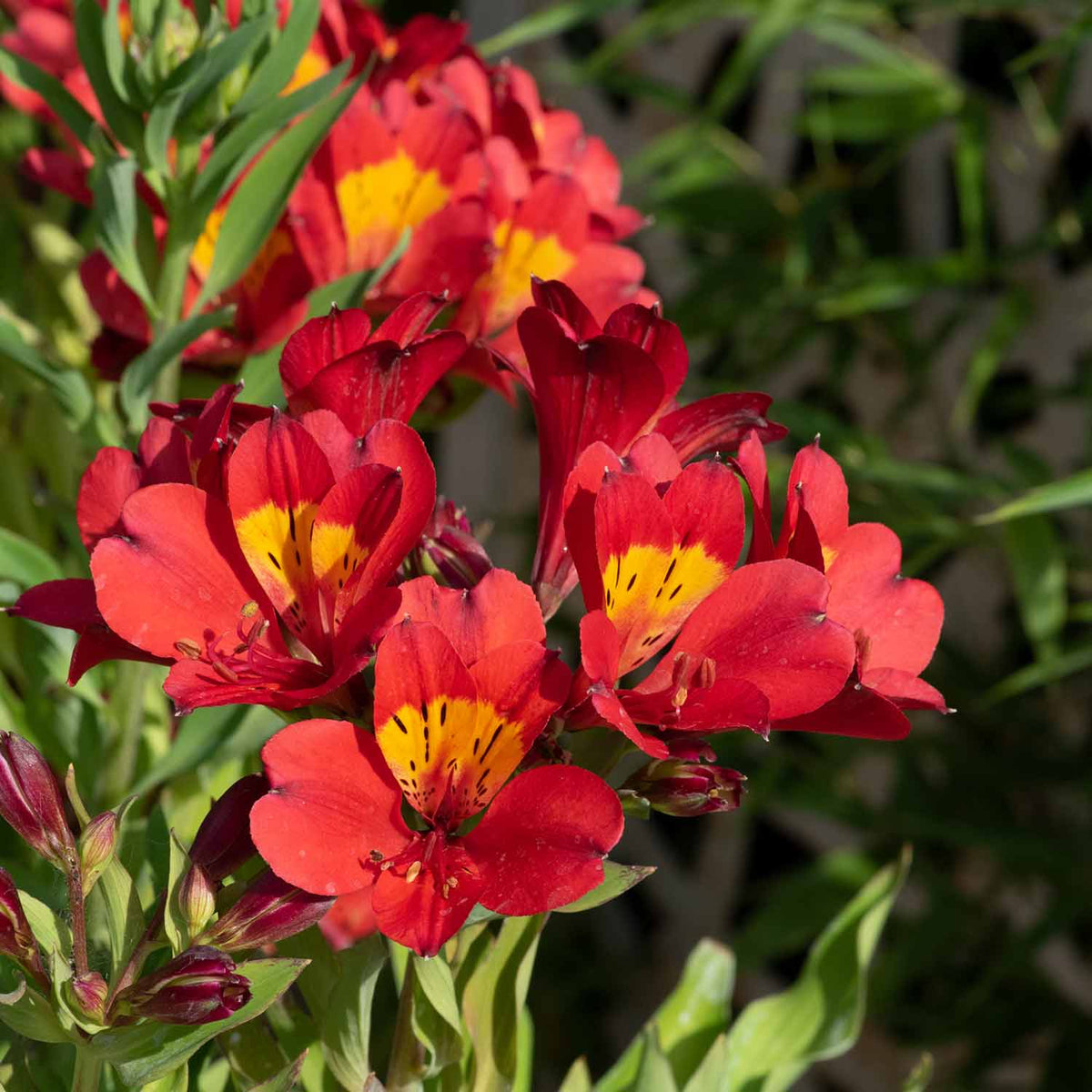 Alstroemeria 'summer Pepper' Compact Hardy Red Perennial Jumbo Plug Plants | Set of 3 | Red
