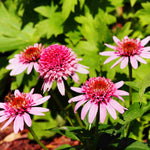 Echinacea Purpurea 'butterfly Kisses' - 9cm Pots | 1 x 9cm | Pink