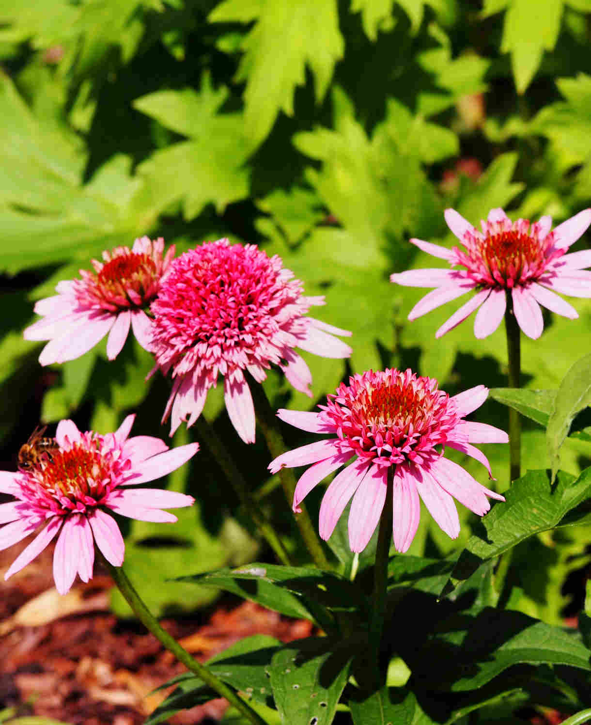 Echinacea Purpurea 'butterfly Kisses' - 9cm Pots | 1 x 9cm | Pink