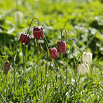 Snake's Head Fritillary - Fritillaria 'Meleagris' - Flower Bulbs | Set of 60 | Multi Colour