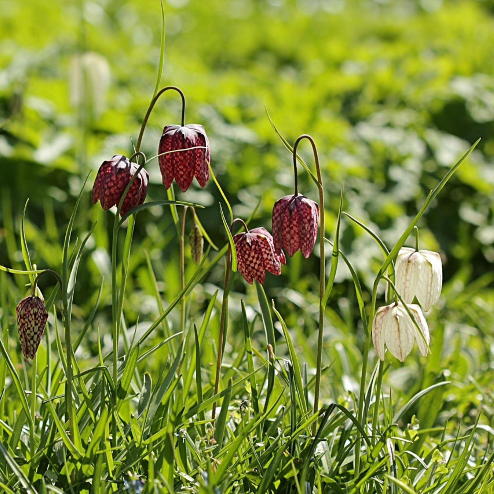 Snake's Head Fritillary - Fritillaria 'Meleagris' - Flower Bulbs | Set of 60 | Multi Colour