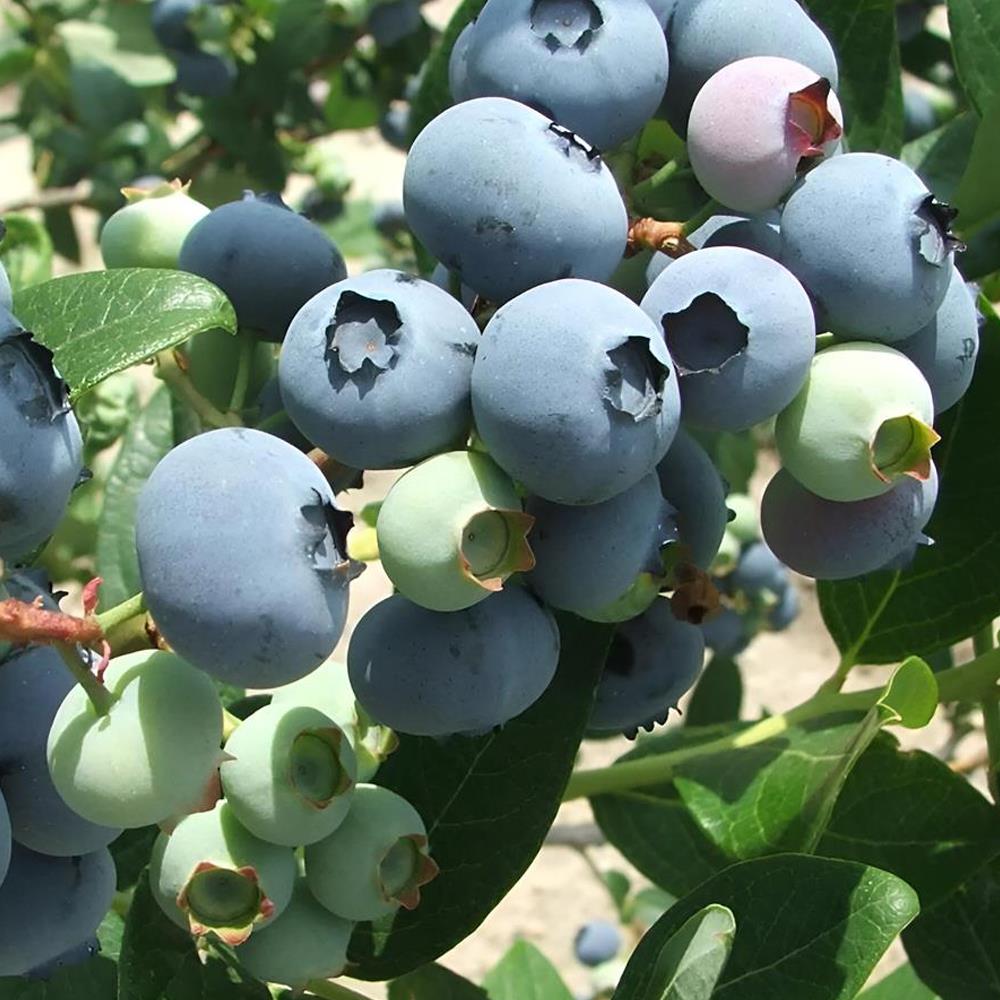 Vaccinium Corymbosum Bluecrop Blueberry Bush Fruit Plant Large 50-70cm Supplied In A 3 Litre Pot