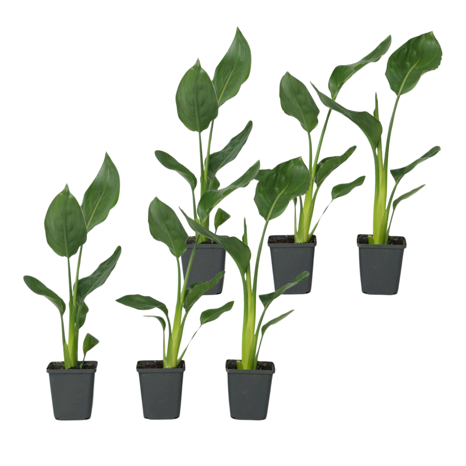 Bird Of Paradise - 6 Pcs. - Strelitzia Reginea - Height 25-40cm - ⌀9cm | Set-of-6 | Orange