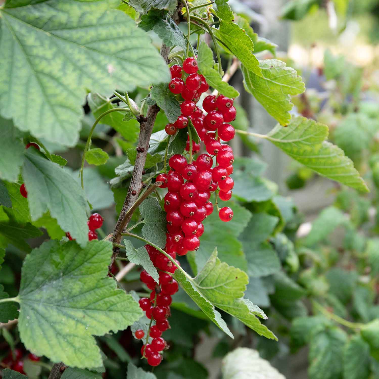 Redcurrant 'jonkheer Van Tets' | 1 x 3L | Red