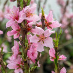 Peach 'sunset' - Patio Mini Stem Compact Peach | 1 x Tree